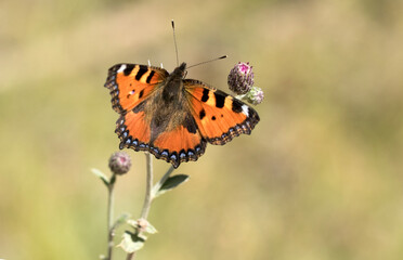 Small tortoiseshell