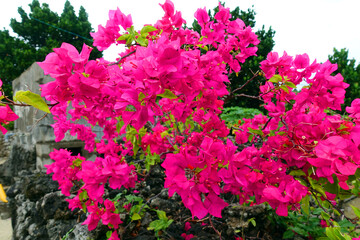 Purple red Flower Taketomi island Okinawa Japan 赤い花　竹富島 沖縄 日本 琉球村