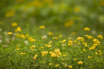 Fototapeta premium field of yellow flowers