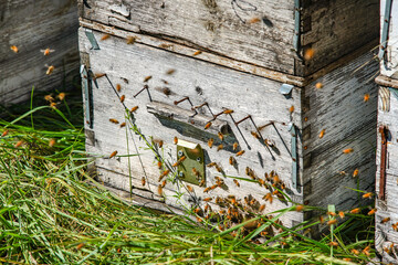 Bees crawling on the hive