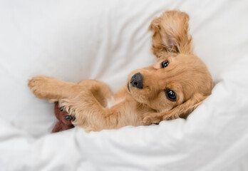 Playful English Cocker spaniel puppy playd with toy bear on a bed at home. Top down view