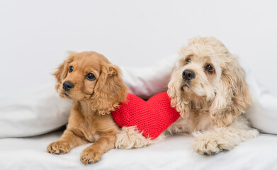 English Cocker spaniel dog  and American Cocker spaniel puppy lying together with red heart under white warm blanket on a bed at home