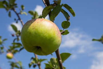 A ripe red-green apple hangs on a branch with green leaves against the background of a cloudless blue clear sky close-up and space for copying