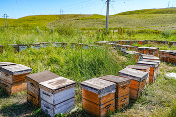Outdoor grassland beekeeping beehive