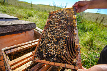 Outdoor grassland beekeeping beehive