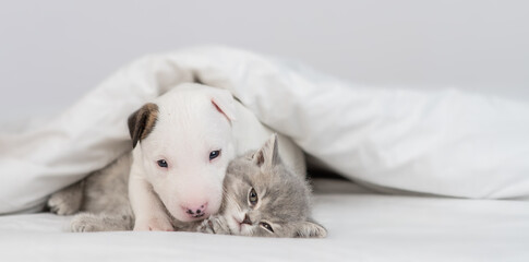 Friendly Gentle Miniature Bull Terrier puppy hugs sleepy kitten under warm white blanket on a bed at home. Pets sleep together. Empty space for text