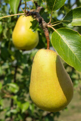 Juicy ripe yellow pears on a branch with green leaves close-up with a blurred background on a bright sunny day. Concept-gardening and harvest