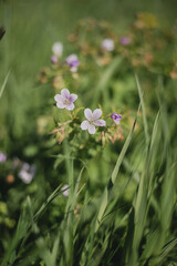 flowers in the forest