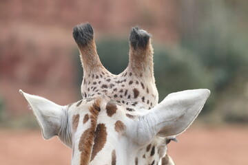 Nahaufnahme Giraffe