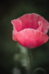 red poppy flower