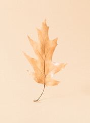 Autumn leaf against a bright beige background. Minimal nature seasonal concept.
