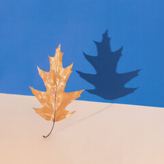 Autumn leaf with sunshine shadow against bright beige and bold blue background. Minimal nature concept. Holiday season inspiration.