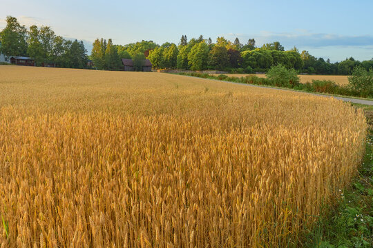 Wheat field on a summer evening under the rays of the setting sun.