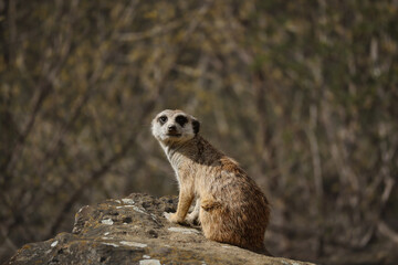 Watchful Suricate on Rock in Zoological Garden. African Zoo Animal called Meerkat ((Suricata Suricatta).
