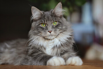 Portrait of Adorable Maine Coon Cat Indoors. Cute Close-up of Young Blue Tabby Kitten with Green Eyes Lying Down on Table Inside.
