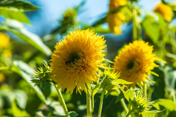 ひたち海浜公園　ひまわり