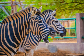 zebras in a wildlife preserve.