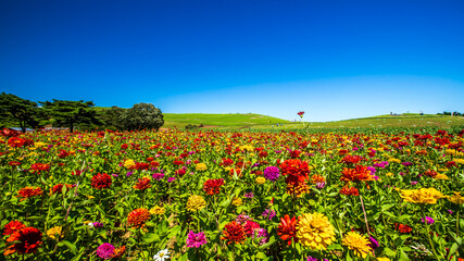 ひたち海浜公園　青空とジニア