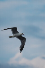 seagull in flight