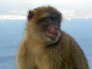 portrait of a macaque