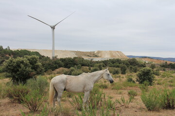 Cheval et éolienne