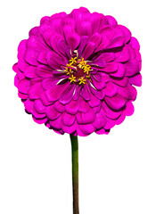 Purple pink zinnia flower on stem close up, isolated on white background. Zinnia graceful growing in garden - elegant flower. Floriculture, gardening or horticulture landscape design concept
