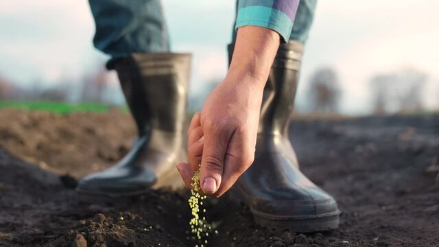 agriculture. farmer hands planting seeds. business a plant agriculture concept. farmer hands is planting seeds in the suburbs beginning of the seasonal agricultural work. business agriculture garden