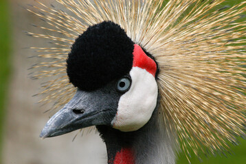 Cabeza de grulla coronada