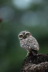 Spotted Owlet Looking Down on the onlooker