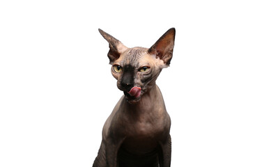 Beautiful naked cat in front of a white background