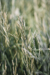 Background photo of green grass in summer