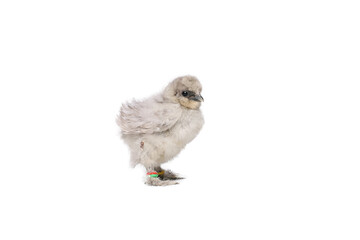 beautiful chicken in front of a white background