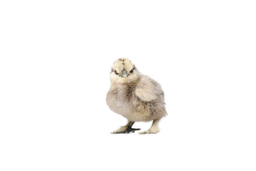 beautiful chicken in front of a white background