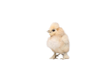 beautiful chicken in front of a white background