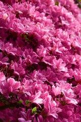 Full frame photo of pink flowers in spring