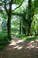 Fototapeta premium Footpath in the woods