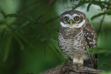 Spotted Owlet in thicket