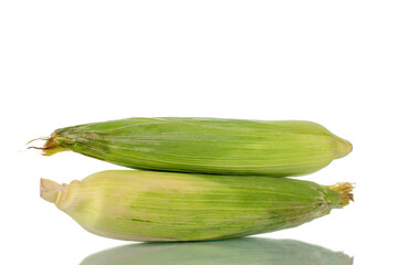 Two unpeeled ears of corn, close-up, isolated on white.