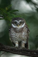Spotted Owlet Closeup portrait