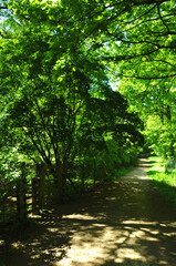 Sunlight in the forest