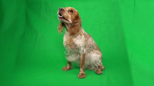 The dog is sitting and moving its paws in impatience looking up on chroma key. Purebred spaniel is waiting for something and barking to beg on green screen background. Pet is executing a command voice