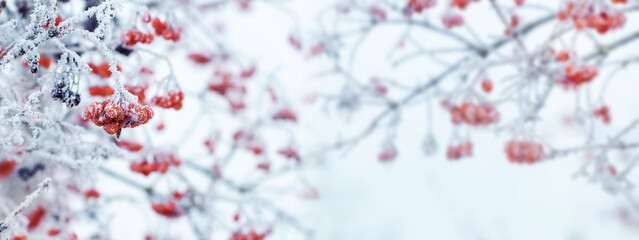 Winter Christmas background with red berries of viburnum on a light background during a snowfall, panorama