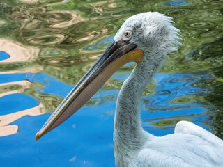 Dalmatian pelican. Pelecanus crispus. Sunny day. Close-up