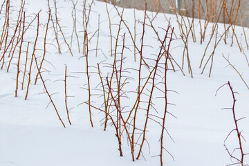 Raspberry bushes in the garden in winter under the cover of snow. Pruned raspberry shoots in the garden in winter under the snow