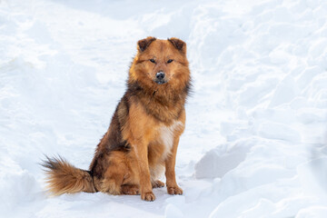 Brown fluffy dog in the winter sitting in the snow