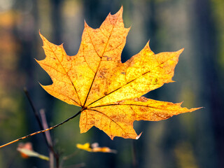 Yellow maple leaf close up in the forest on a blurred background