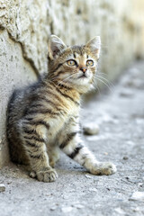 Cute little striped kitten sitting by the concrete wall