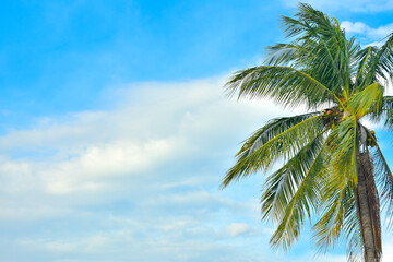 Tropical lone coconut tree in blue sky background. With empty space for text