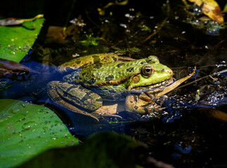 Green frog sitting on leaf