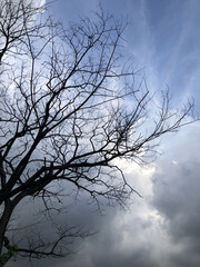 tree and sky